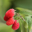 Maliník beztrnný, remontantní 'Glen Dee' - Rubus idaeus 'Glen Dee'