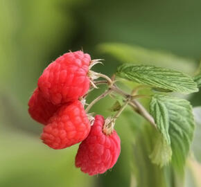 Maliník beztrnný, remontantní 'Glen Dee' - Rubus idaeus 'Glen Dee'