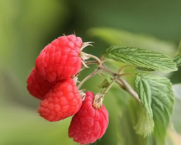 Maliník remontantní, beztrnný 'Glen Dee'