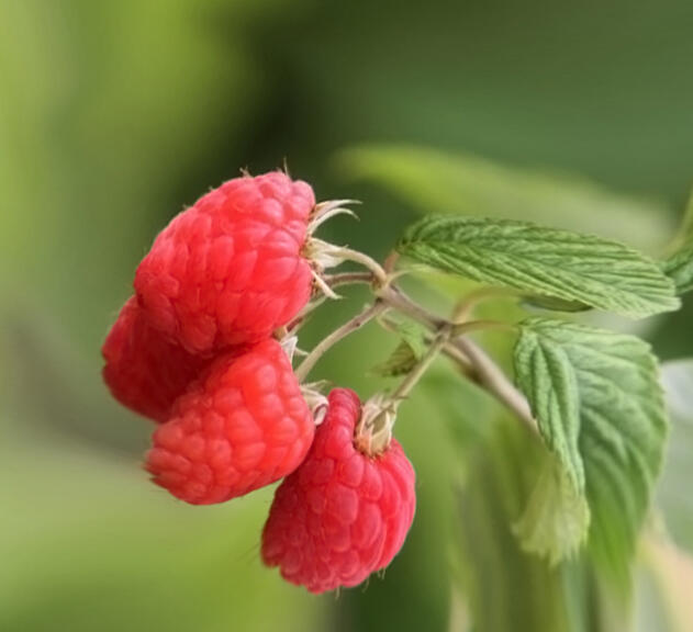 Maliník remontantní, beztrnný 'Glen Dee' - Rubus idaeus 'Glen Dee'
