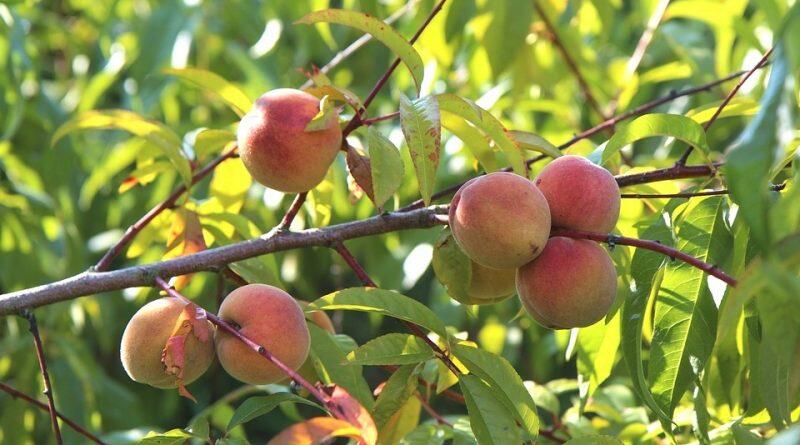 Broskvoň - středně raná 'Telura' - Prunus persica 'Telura'