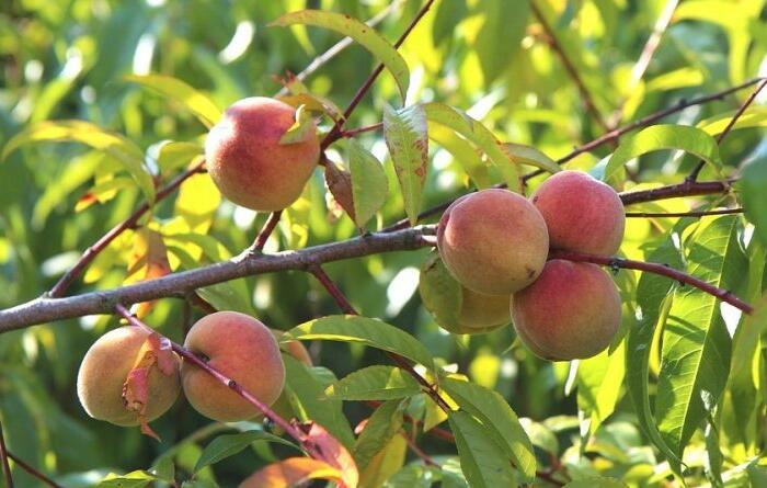 Broskvoň - středně raná 'Telura' - Prunus persica 'Telura'