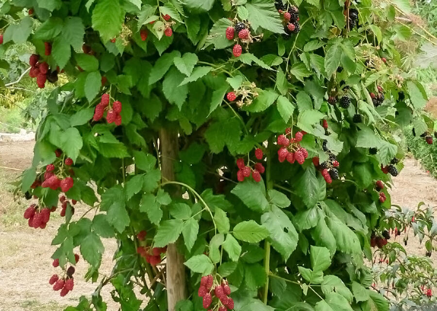 Ostružiník beztrnný 'Jumbo' - Rubus fruticosus 'Jumbo'