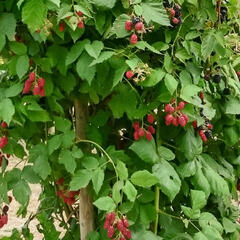 Ostružiník beztrnný 'Jumbo' - Rubus fruticosus 'Jumbo'