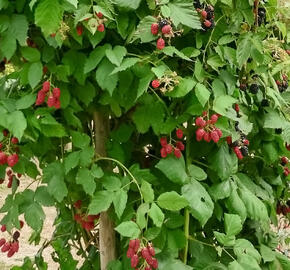 Ostružiník beztrnný 'Jumbo' - Rubus fruticosus 'Jumbo'