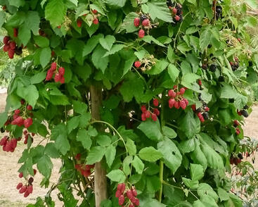 Ostružiník beztrnný 'Jumbo'