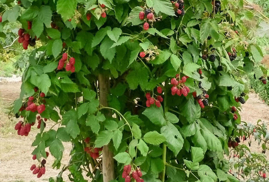 Ostružiník beztrnný 'Jumbo' - Rubus fruticosus 'Jumbo'