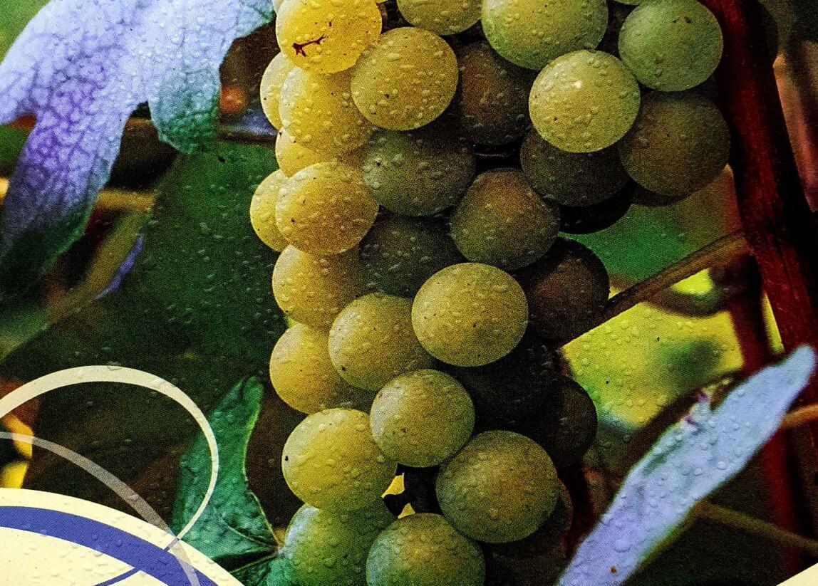Réva vinná stolní i moštová 'Ontario' - Vitis vinifera 'Ontario'