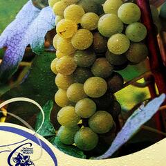 Réva vinná 'Ontario' - Vitis vinifera 'Ontario'