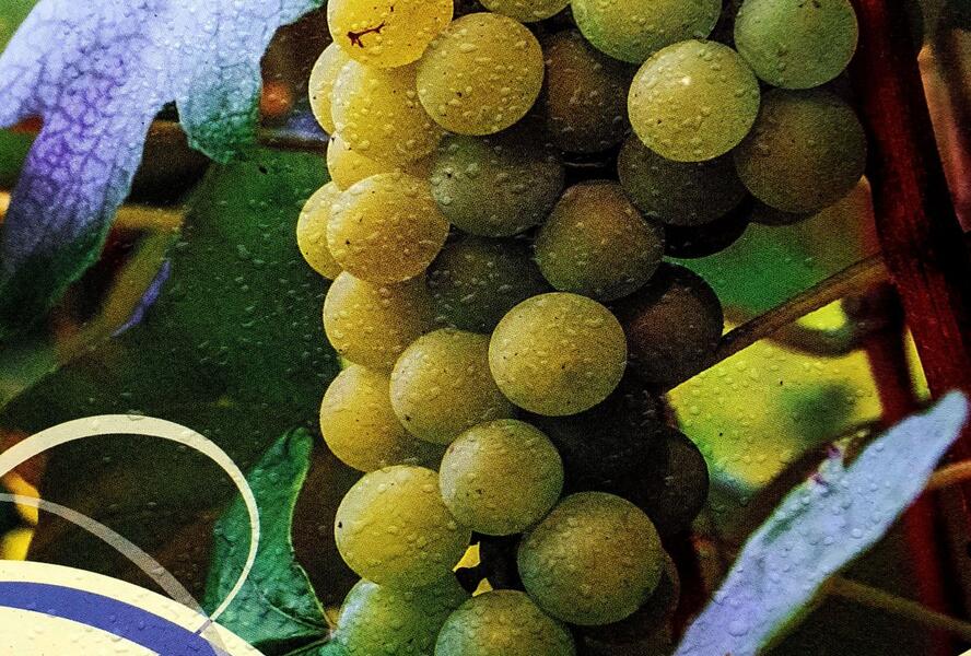 Réva vinná stolní i moštová 'Ontario' - Vitis vinifera 'Ontario'
