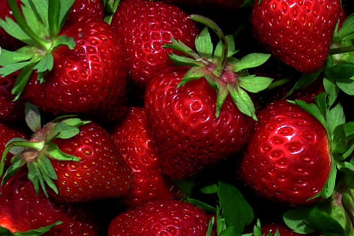 Jahodník jednouplodící 'Wendy' - Fragaria ananassa 'Wendy'