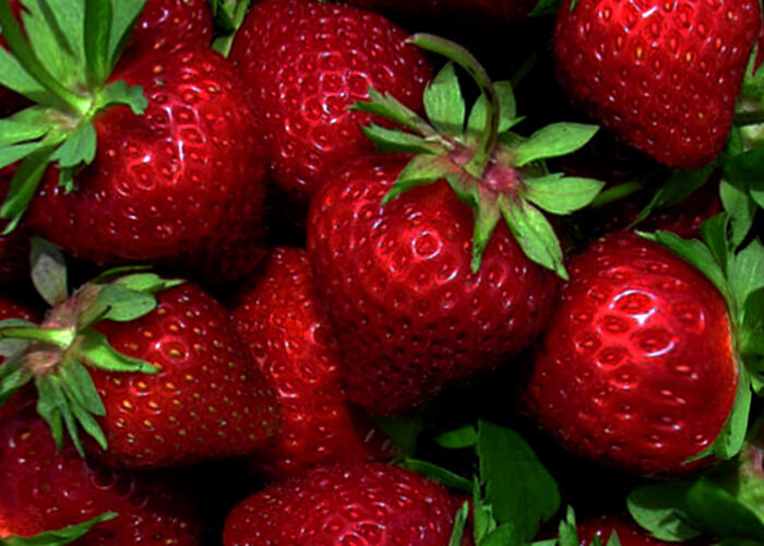 Jahodník jednouplodící 'Wendy' - Fragaria ananassa 'Wendy'