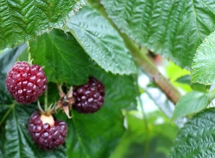 Maliník remontantní 'Malling Passion' - Rubus idaeus 'Malling Passion'