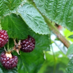 Maliník remontantní 'Malling Passion' - Rubus idaeus 'Malling Passion'