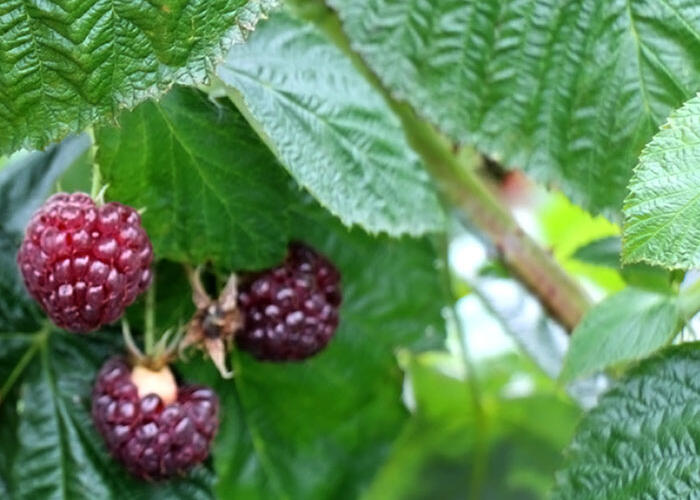 Maliník remontantní 'Malling Passion' - Rubus ideaus 'Malling Passion'