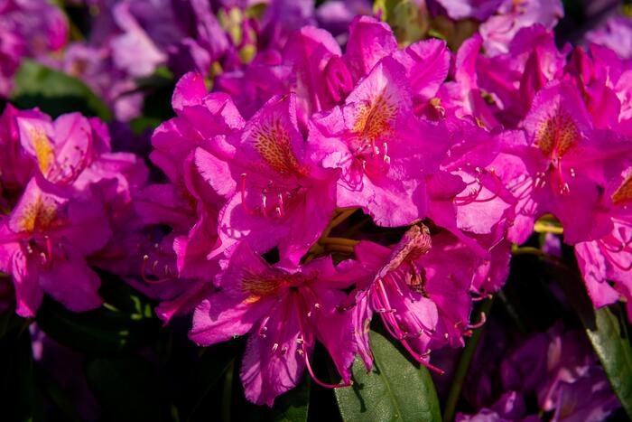 Pěnišník 'Delta' - Rhododendron (T) 'Delta'