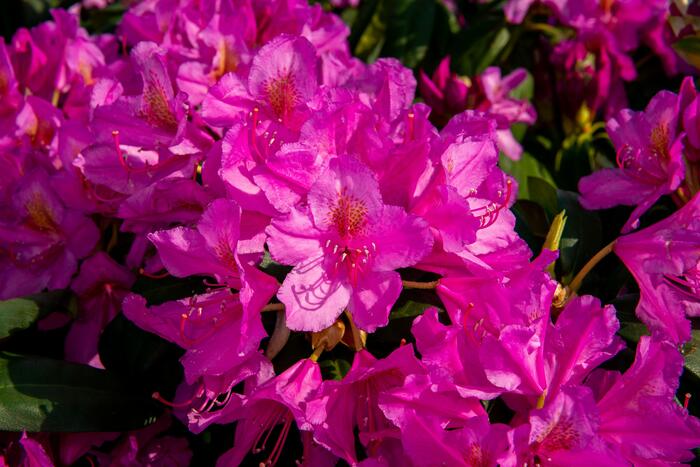 Pěnišník 'Delta' - Rhododendron (T) 'Delta'