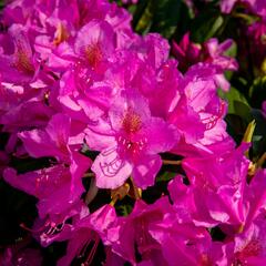 Pěnišník 'Delta' - Rhododendron (T) 'Delta'