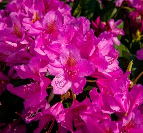 Pěnišník 'Delta' - Rhododendron (T) 'Delta'