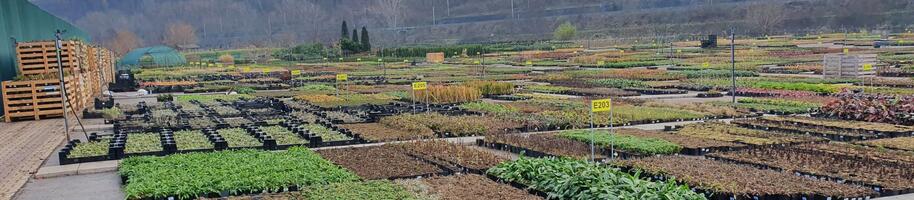 Zima v zahradnictví Flos