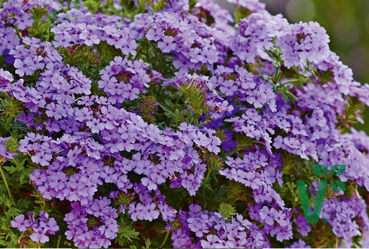 Sporýš 'Vectura Lavender' - Verbena 'Vectura Lavender'