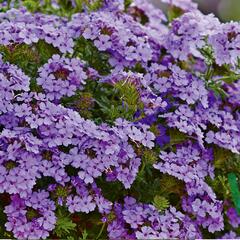 Verbena, sporýš 'Vectura Lavender' - Verbena 'Vectura Lavender'