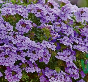 Verbena, sporýš 'Vectura Lavender' - Verbena 'Vectura Lavender'