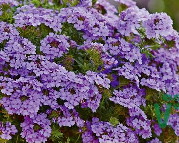 Sporýš 'Vectura Lavender'