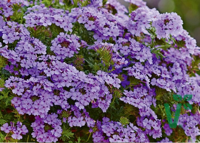 Verbena, sporýš 'Vectura Lavender' - Verbena 'Vectura Lavender'