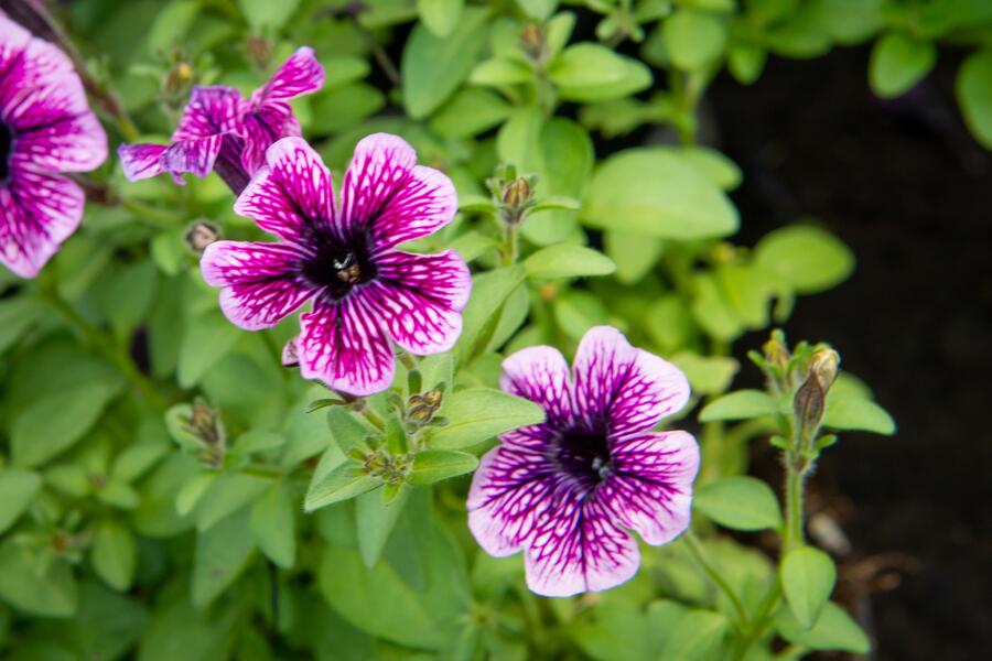 Petúnie 'Sweet Pleasure Lavender Vein' - Petunia hybrida 'Sweet Pleasure Lavender Vein'