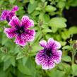 Petúnie 'Sweet Pleasure Lavender Vein' - Petunia hybrida 'Sweet Pleasure Lavender Vein'