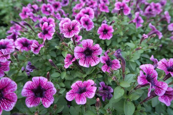 Petúnie 'Sweet Pleasure Lavender Vein' - Petunia hybrida 'Sweet Pleasure Lavender Vein'