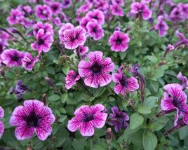 Petúnie 'Sweet Pleasure Lavender Vein'