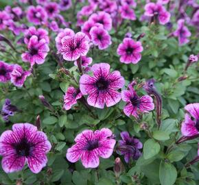 Petúnie 'Sweet Pleasure Lavender Vein' - Petunia hybrida 'Sweet Pleasure Lavender Vein'