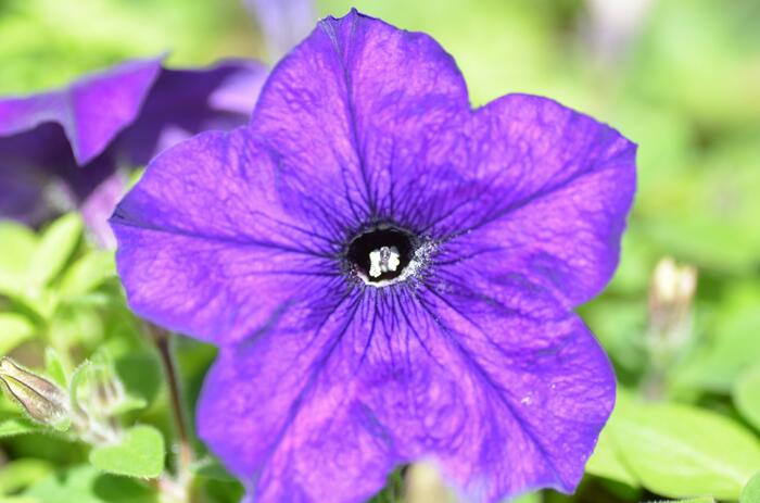 Petúnie 'Cobalt Blue' - Petunia hybrida Sanguna 'Cobalt Blue'