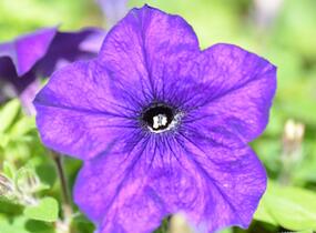Petúnie 'Sanguna Cobalt Blue' - Petunia hybrida 'Sanguna Cobalt Blue'
