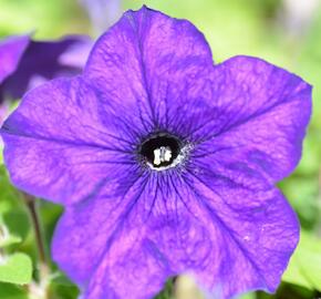 Petúnie 'Cobalt Blue' - Petunia hybrida Sanguna 'Cobalt Blue'