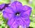 Petúnie 'Sanguna Cobalt Blue'
