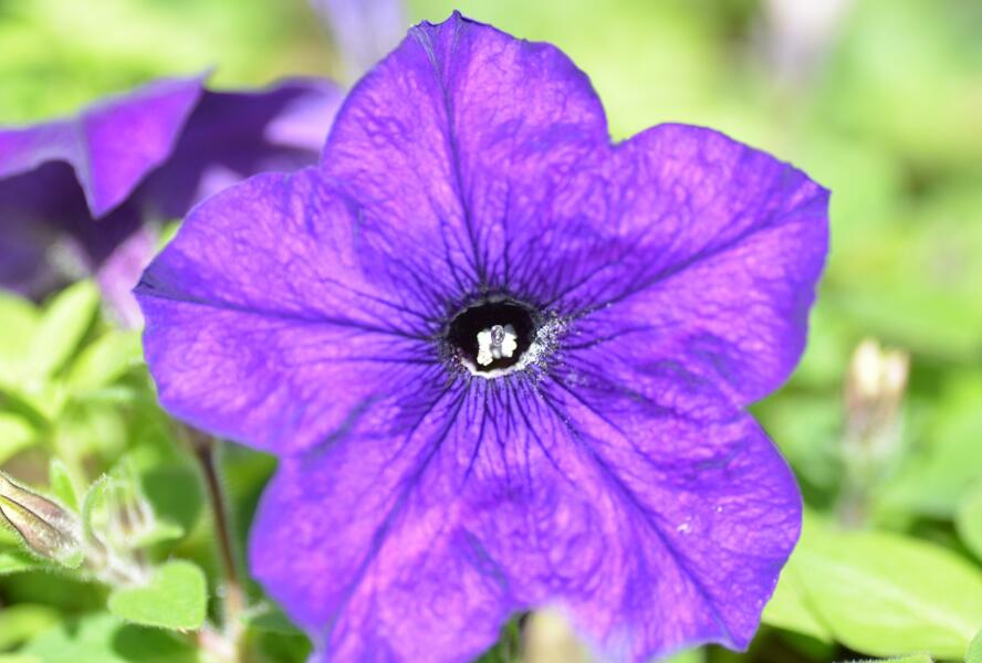 Petúnie 'Sanguna Cobalt Blue' - Petunia hybrida 'Sanguna Cobalt Blue'