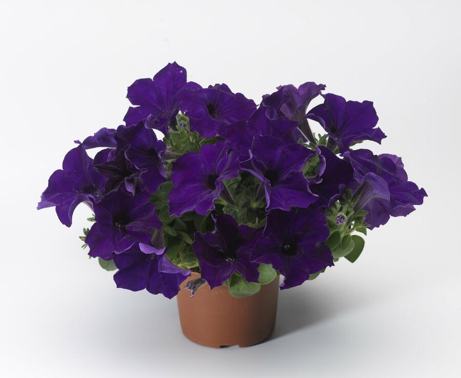 Petúnie 'Cobalt Blue' - Petunia hybrida Sanguna 'Cobalt Blue'