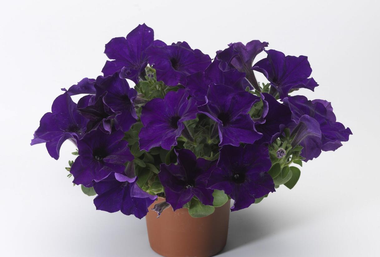 Petúnie 'Sanguna Cobalt Blue' - Petunia hybrida 'Sanguna Cobalt Blue'