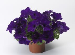 Petúnie 'Sanguna Cobalt Blue' - Petunia hybrida 'Sanguna Cobalt Blue'