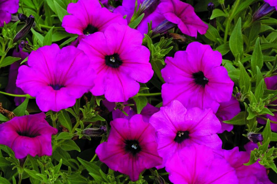 Petúnie 'Purple' - Petunia hybrida Sanguna 'Purple'