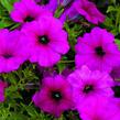 Petúnie 'Purple' - Petunia hybrida Sanguna 'Purple'