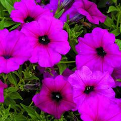 Petúnie 'Purple' - Petunia hybrida Sanguna 'Purple'