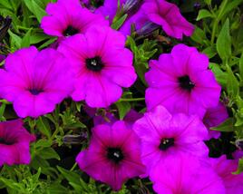 Petúnie 'Sanguna Purple'