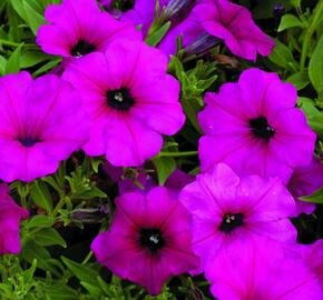 Petúnie 'Purple' - Petunia hybrida Sanguna 'Purple'