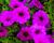 Petúnie 'Sanguna Purple'
