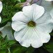Petúnie 'White Vein' - Petunia hybrida Sanguna 'White Vein'