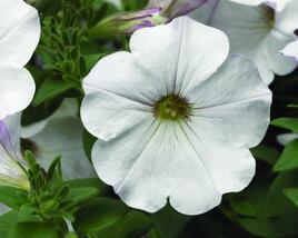 Petúnie 'Sanguna White Vein'